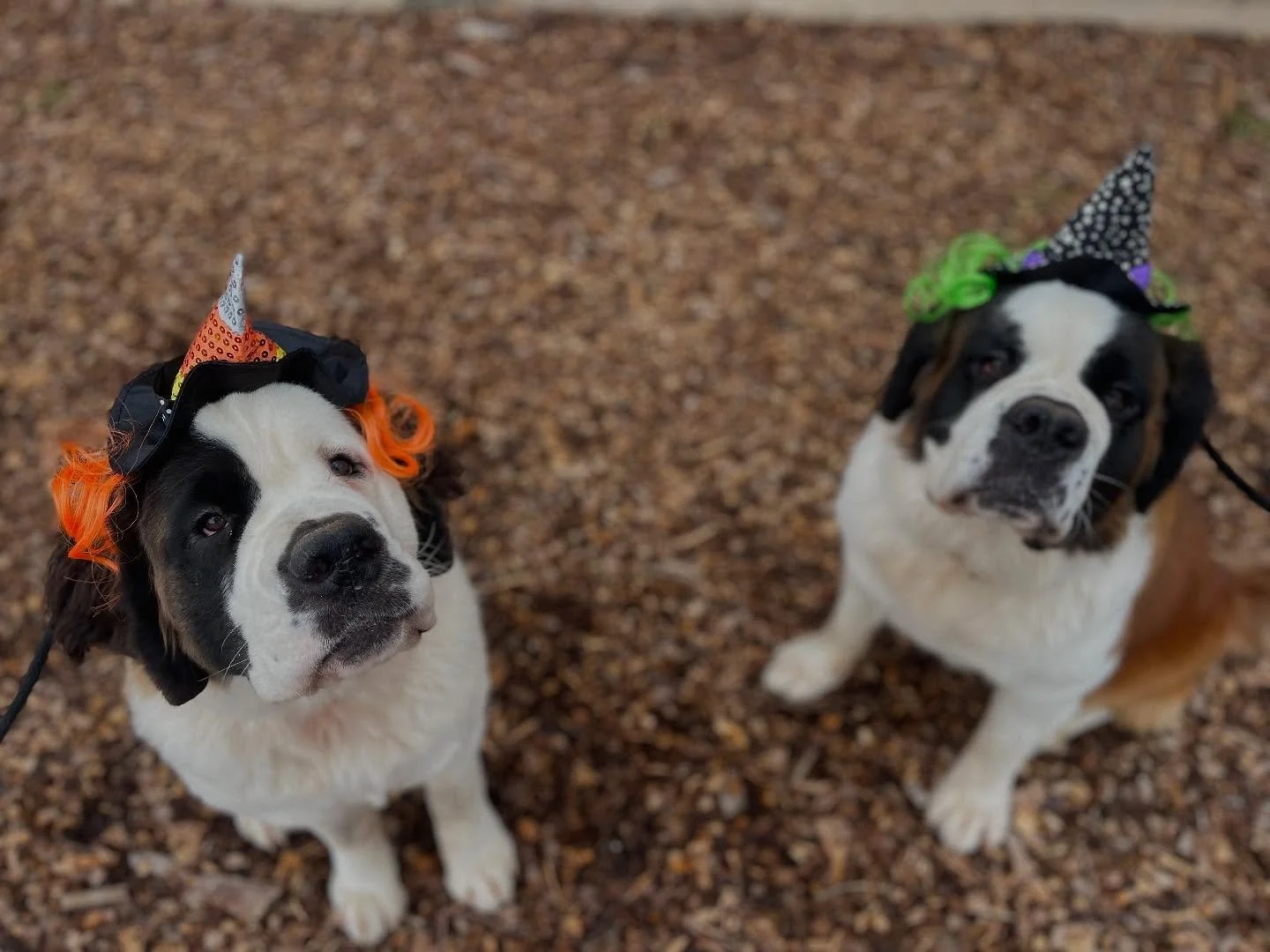 Some of our Enrichment and Boarding Pups wishing everyone a Happy Halloween! 🎃👻🐾