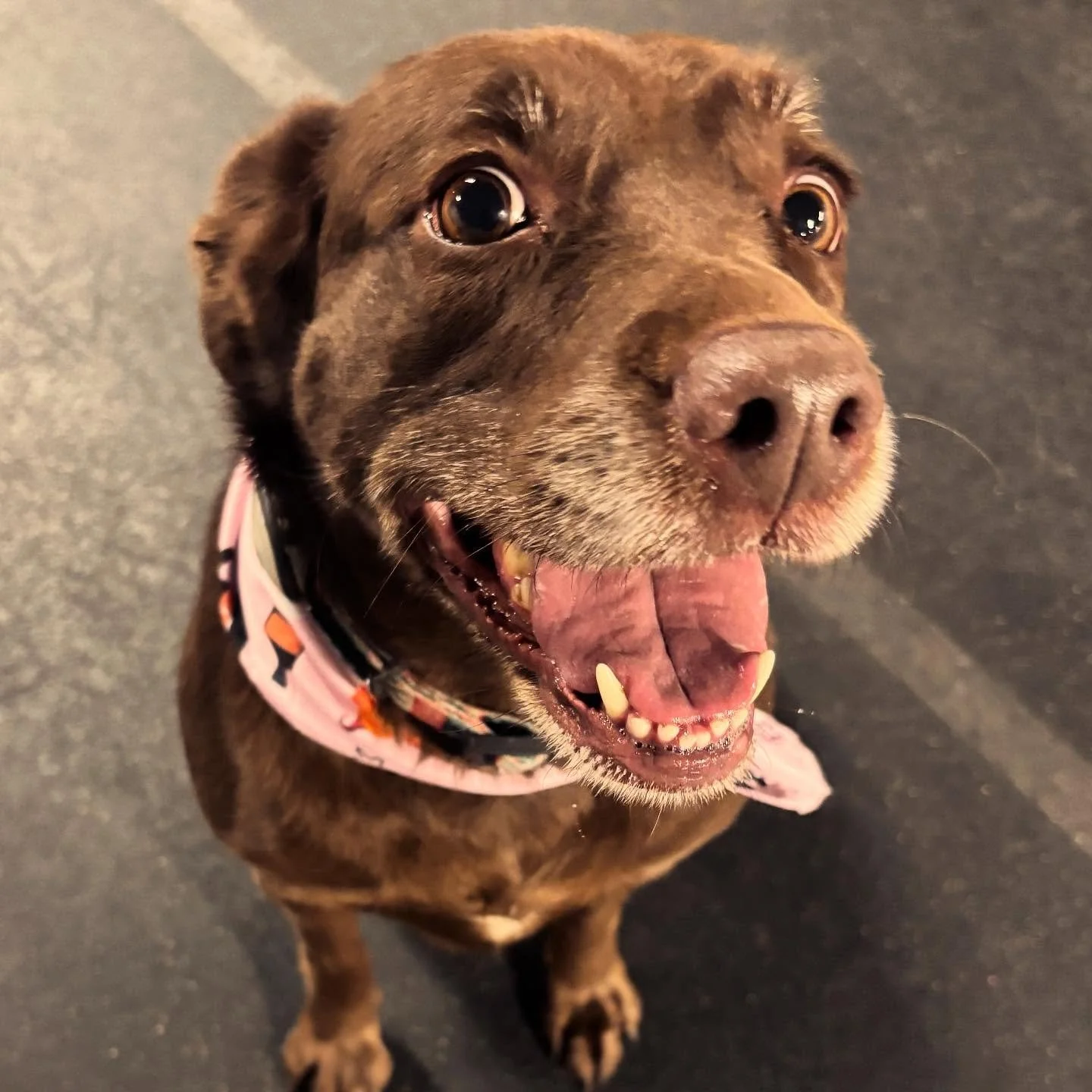 Enrichment Spotlight 🌟 Penny 

Penny is a 5 year old Lab, who came to us in 2021 for a Board &amp; Train Program. She has been an Enrichment Pup ever since! 

Why we love her? Penny is a very lovable and affectionate girl&hellip; when she trusts you