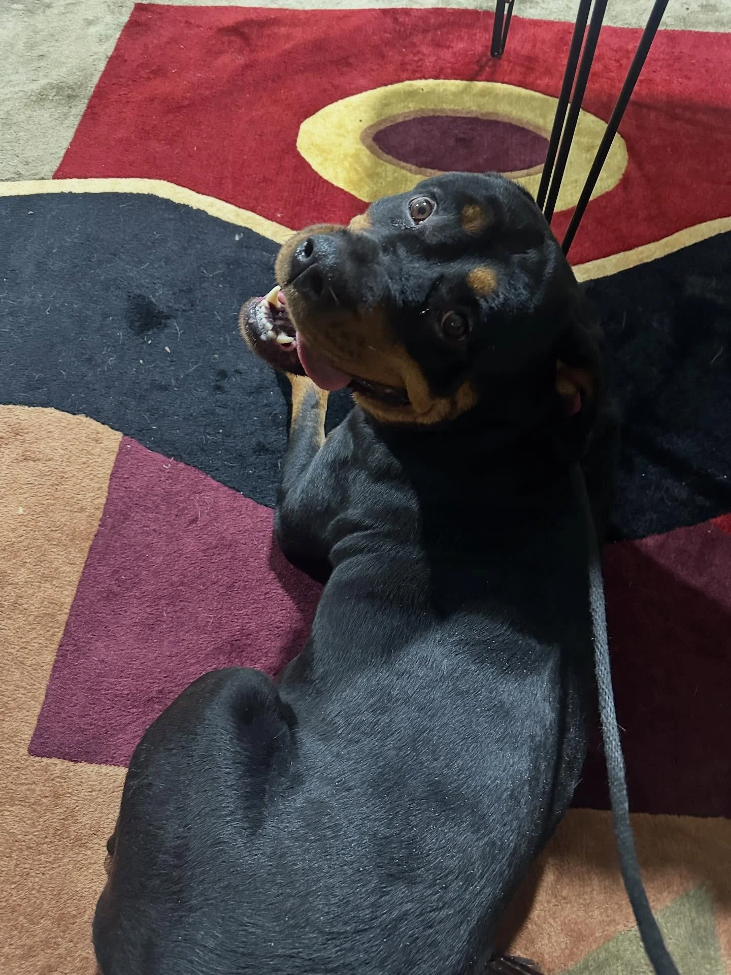 Welcome, Flora!! Checking in for a 3 Week B&amp;T Program to gain some necessary obedience and life skills before going to her new home! She&rsquo;s a super sweet gal and we know she&rsquo;s going to do well!