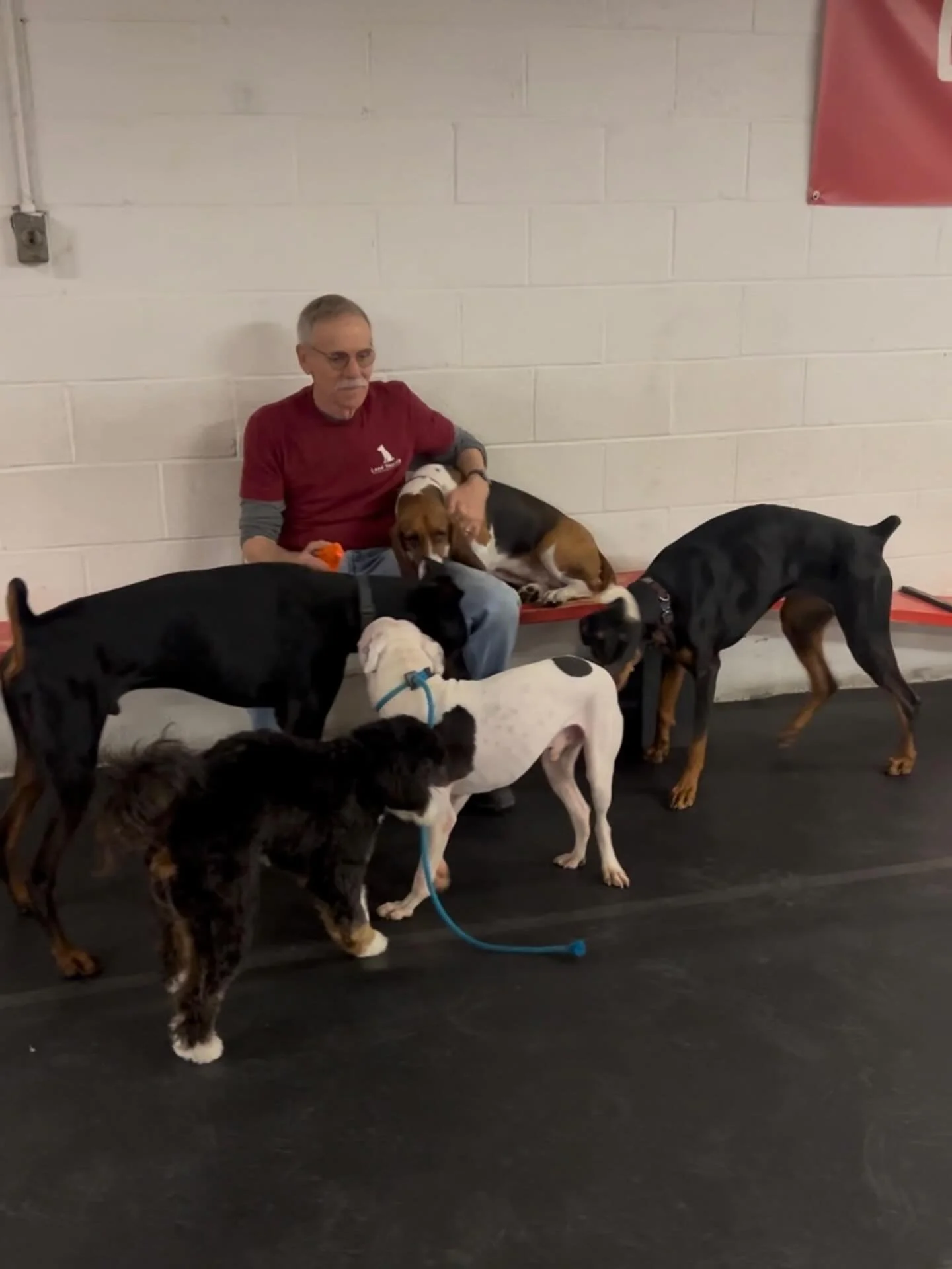 Happy Friday!

Is your dog struggling with their socialization skills?
Do they want to play and be friendly- but they just aren&rsquo;t quite sure how to be polite? Or are they are shut off, anxious, or reactive- making it stressful to have them in a