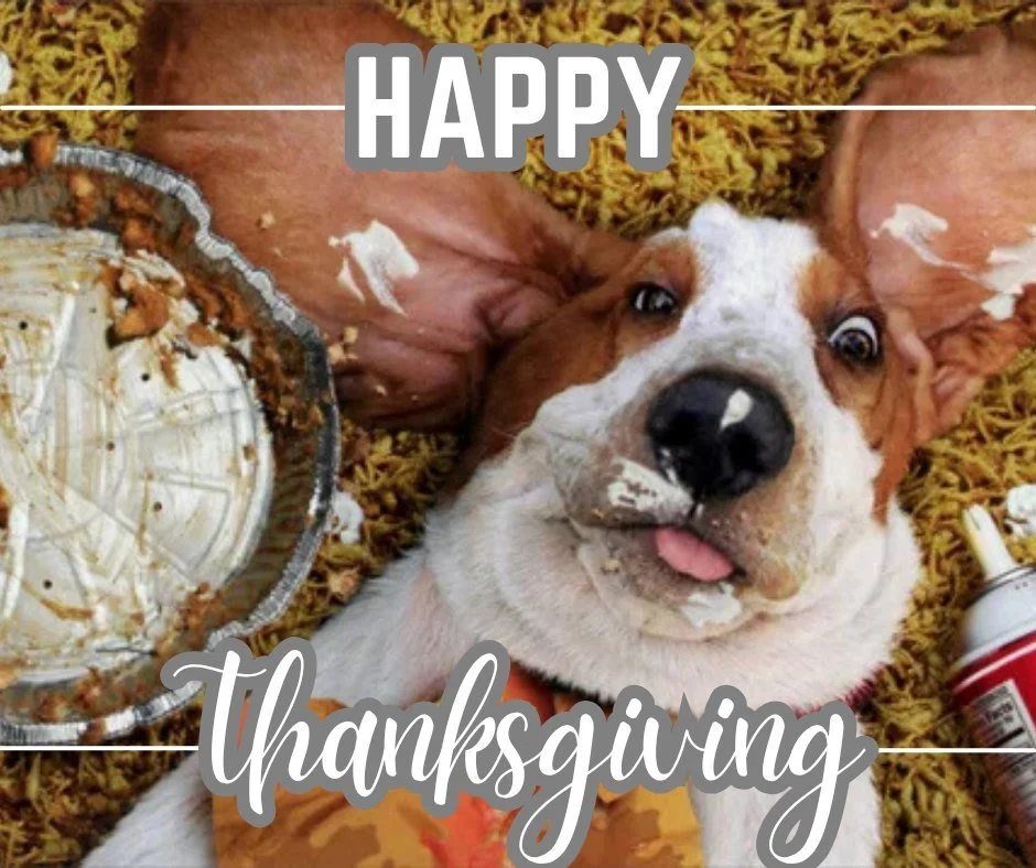 We hope everyone enjoys Thanksgiving Day with their pups, friends, and family! 🍁🦃🐾