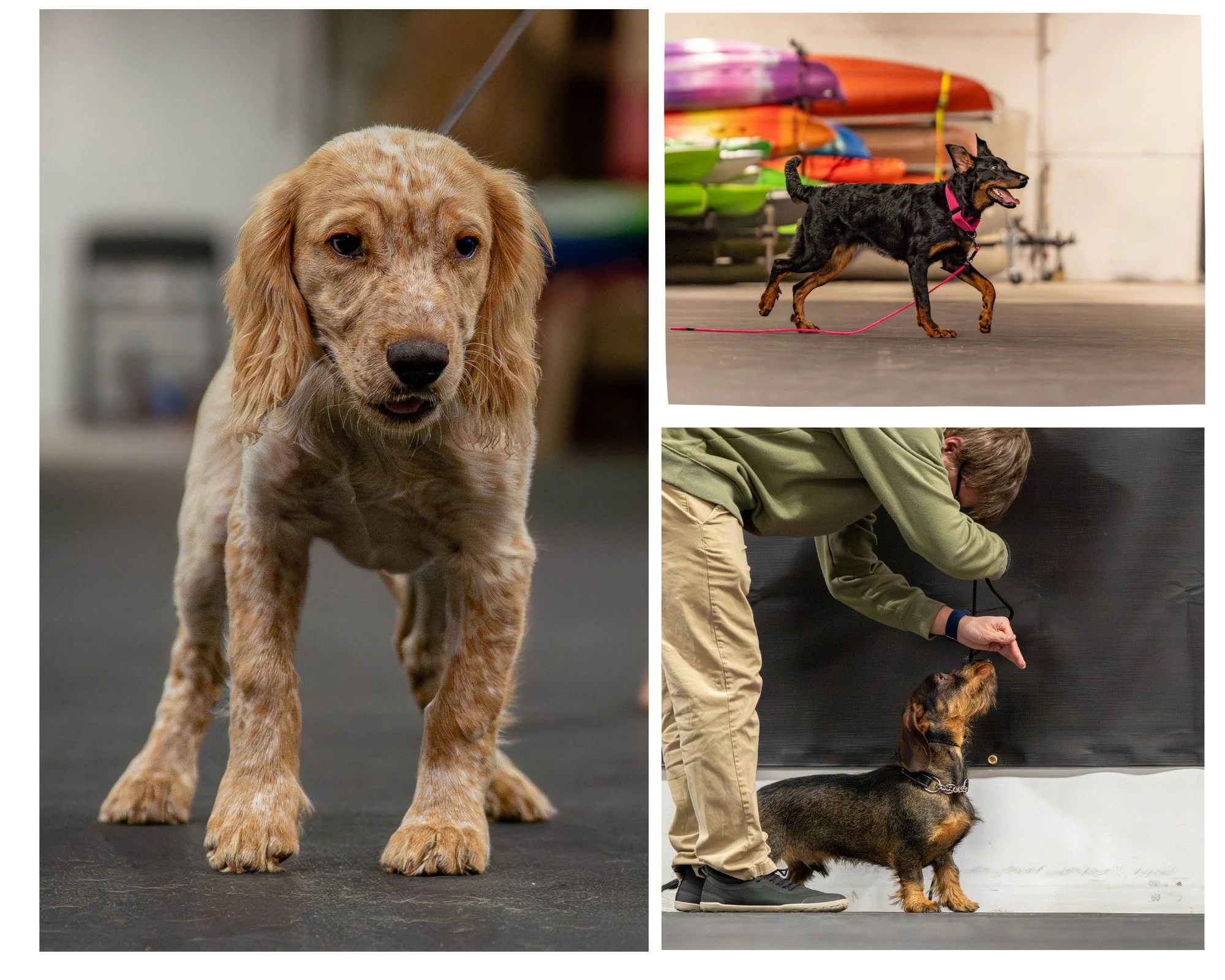 New for 2026 we have redesigned our group classes to help fulfill you and your dogs training needs. Our classes are going to be available more now than they have ever been. 

Continuing with our PUPPY PRESCHOOL with the first three Tuesdays from 5:30