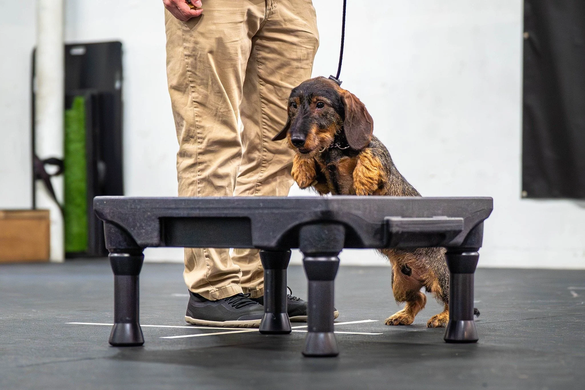 Our new and improved Group Class! 

Obedience One is a three week obedience starter class designed to get all of your dogs obedience behaviors kickstarted.  This class will run on the first three Tuesdays on the scheduled months from 6:30 - 7:30 PM. 