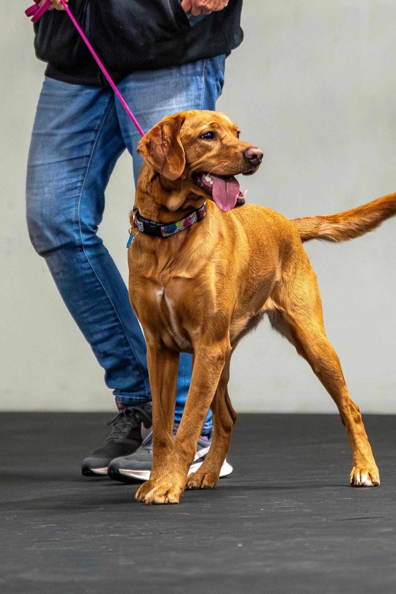 Now introducing... 

 The Triple Dog Dare You Bundle. 

In this bundle you will gain access to ALL 3 of our group classes AND 24 credits for our Canine Enrichment Camp!! 

⭐Puppy Preschool - A three week class focusing on building engagement by playi