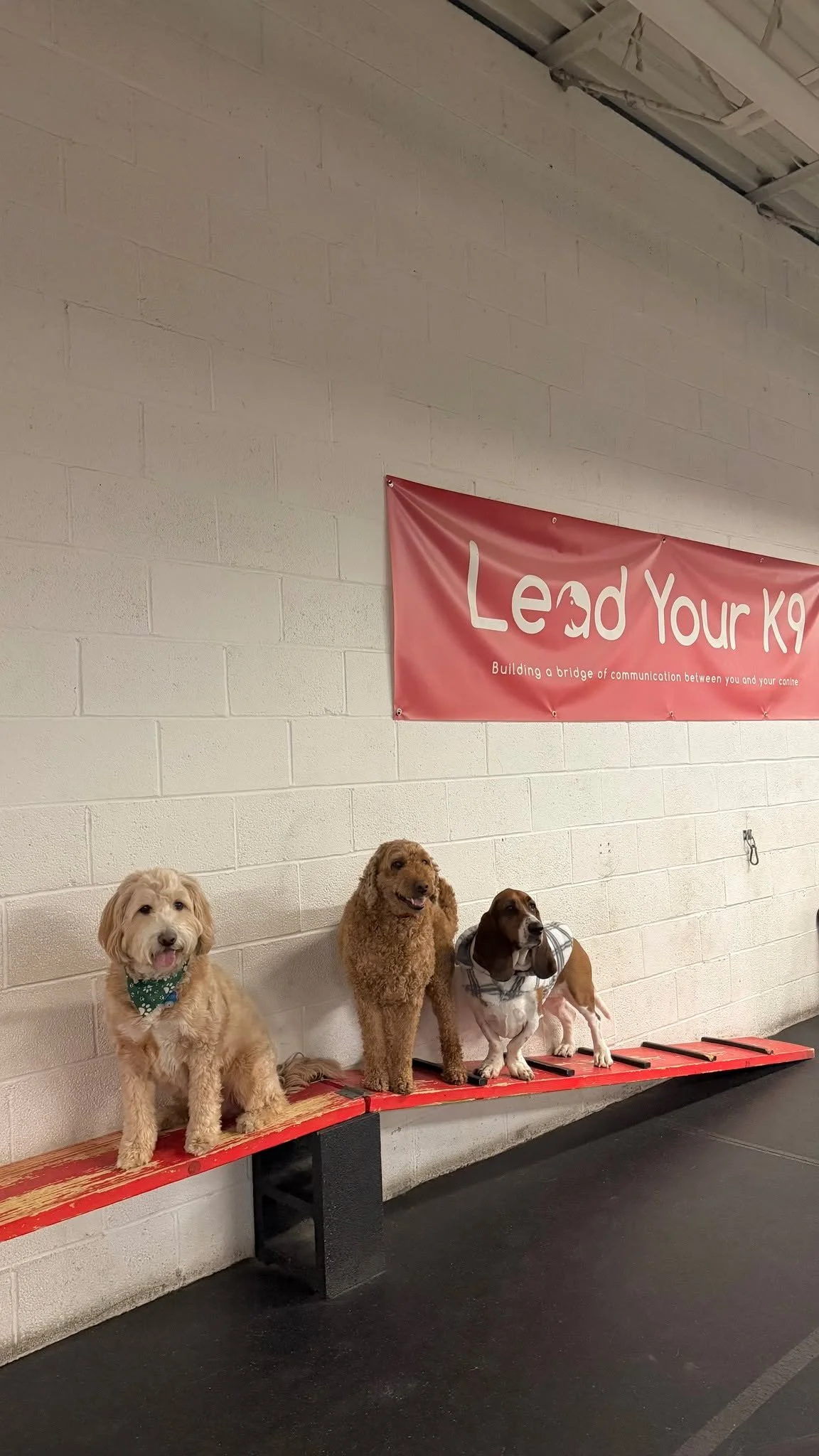 🐾CANINE ENRICHMENT CAMP🐾
Does your dog struggle with confidence or need help learning how to better socialize? That&rsquo;s exactly why we created our Canine Enrichment Camp!
This program is designed to give dogs the tools they need to grow through