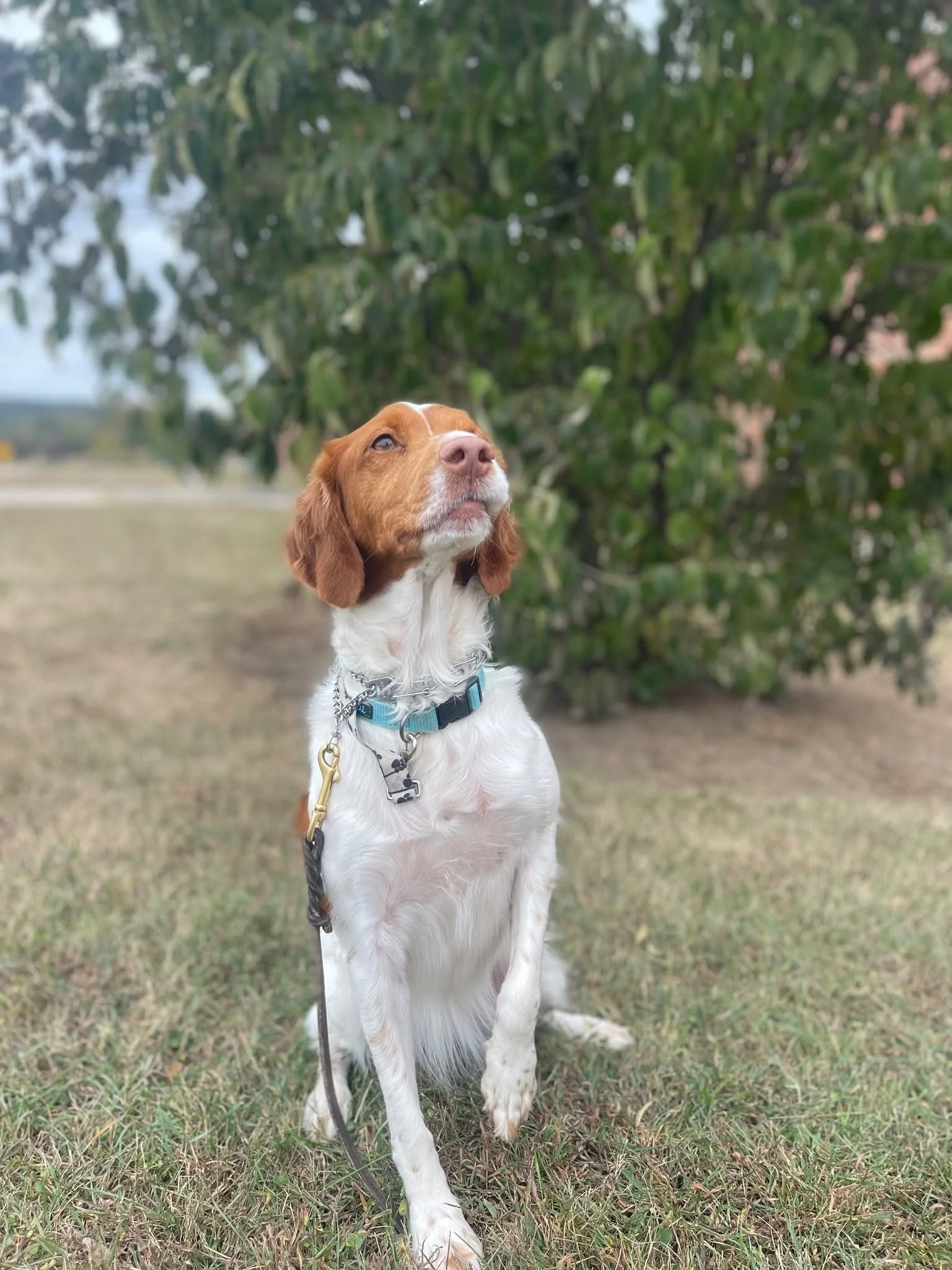 We offer Overnight Boarding 365 days a year!! 

If you are new to boarding your dog, have no fear. Our facility is LOW STRESS for dogs. We go above and beyond to make sure the dogs in our care are comfy and cozy. Unlike many boarding facilities out t