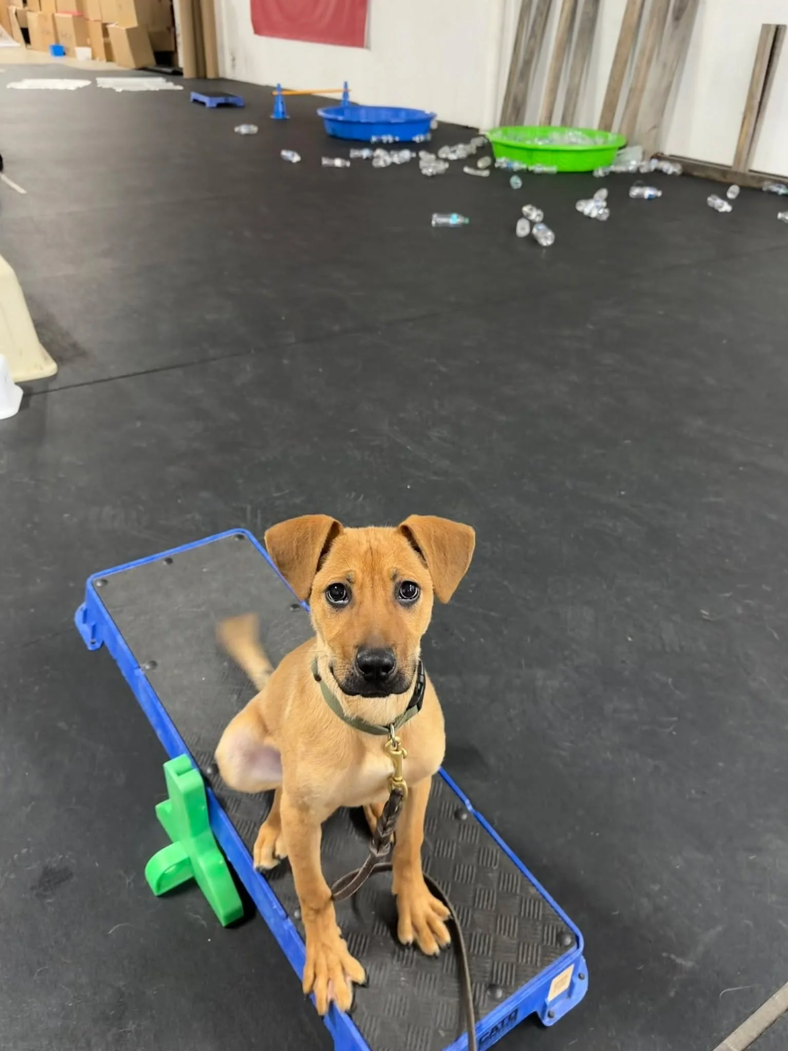 Don't forget to sign up for our March Puppy Preschool Class! It starts Tuesday, 3/3 @ 5:30 pm 🍀🌈
This 3 week group class is all about how to successfully raise your new puppy. We cover EVERYTHING puppy! We focus on building engagement by playing fu