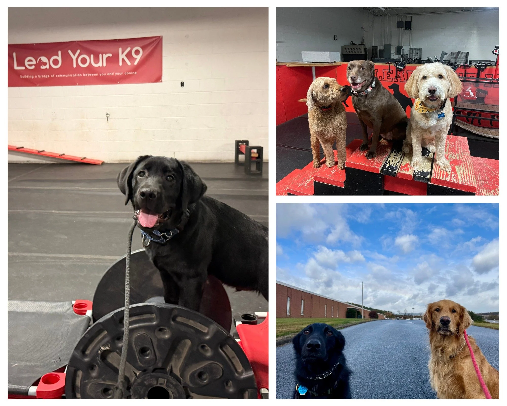 🐾CANINE ENRICHMENT CAMP🐾
Does your dog struggle with confidence or need help learning how to better socialize? That&rsquo;s exactly why we created our Canine Enrichment Camp!
This program is designed to give dogs the tools they need to grow through