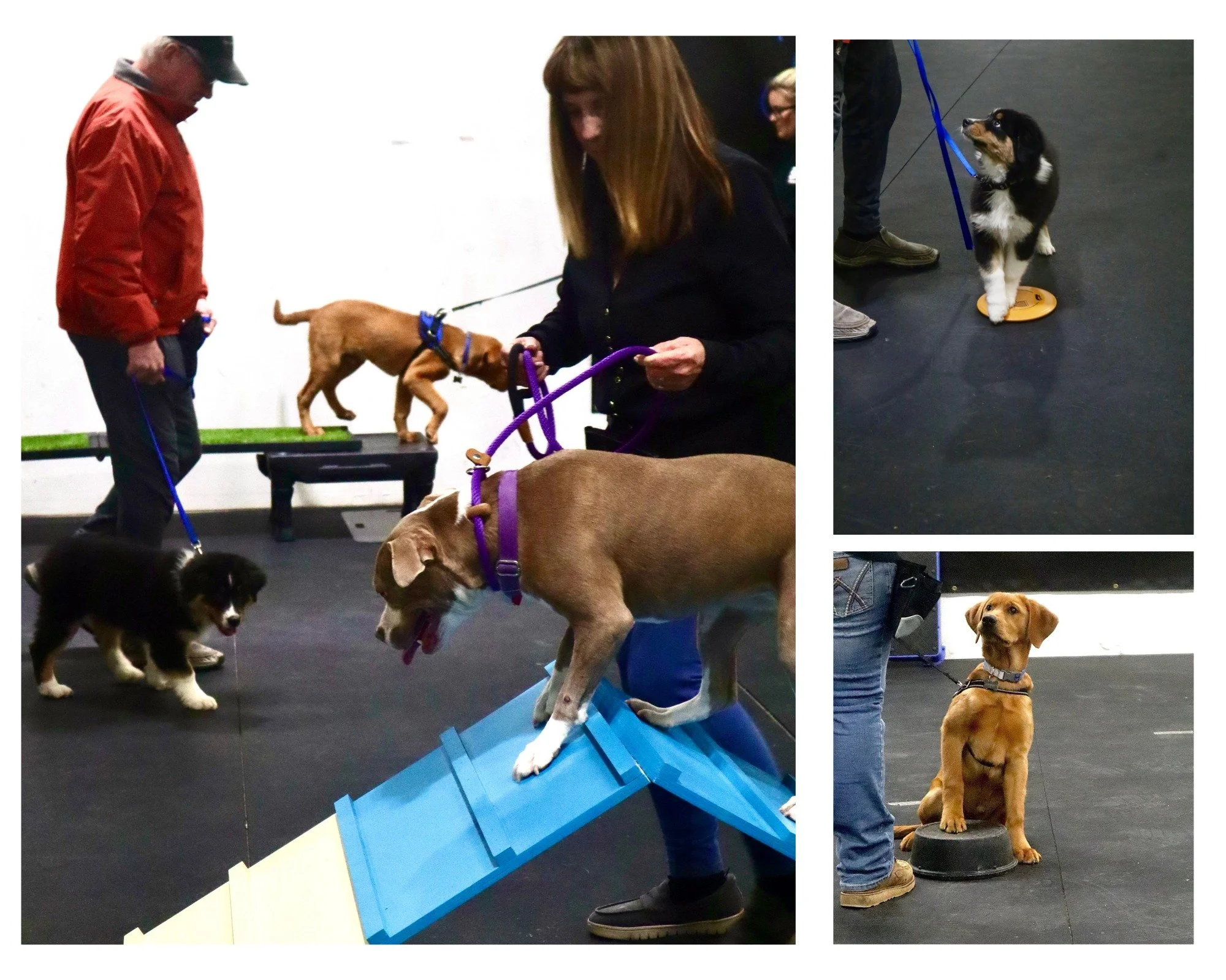 🌷Get signed up for our April Puppy Preschool Class beginning on 4/7! 🌷

This 3 week group class is all about how to successfully raise your new puppy. We cover EVERYTHING puppy! We focus on building engagement by playing fun relationship &amp; reca