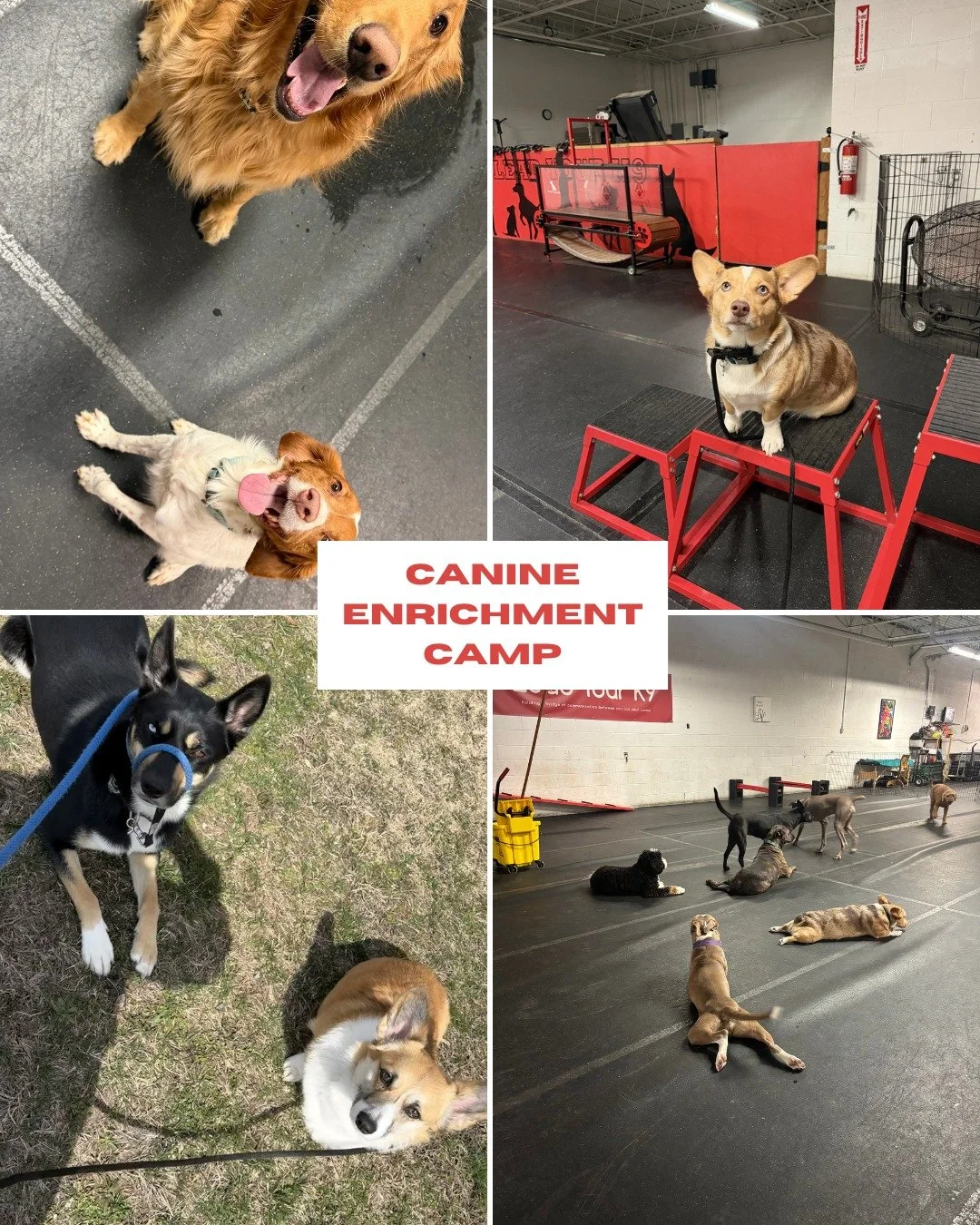 🐕CANINE ENRICHMENT CAMP🐕
Does your dog struggle with confidence or need help learning how to better socialize? That&rsquo;s exactly why we created our Canine Enrichment Camp!
This program is designed to give dogs the tools they need to grow through
