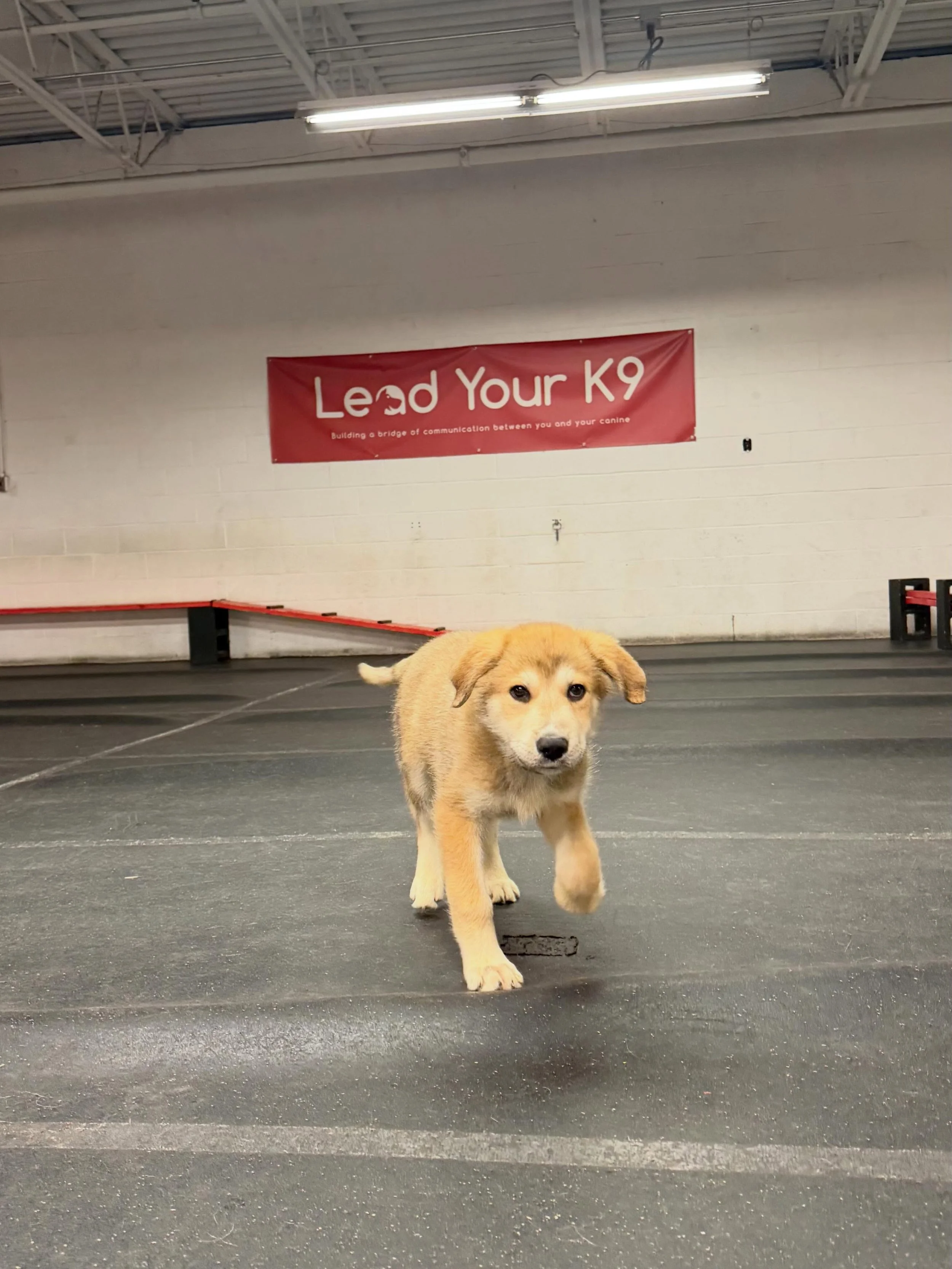 🐶Puppy Preschool and Obedience class will be held on the following Tuesdays in June🐶

✨June 9th

✨June 16th 

✨June 23rd 

There is still time to get signed up!!