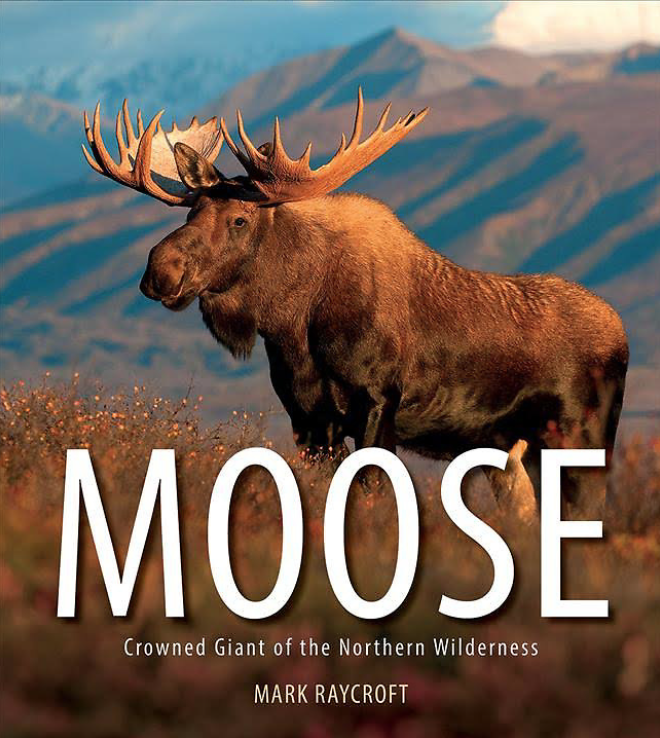 MOOSE: CROWNED GIANT OF THE NORTHERN WILDERNESS