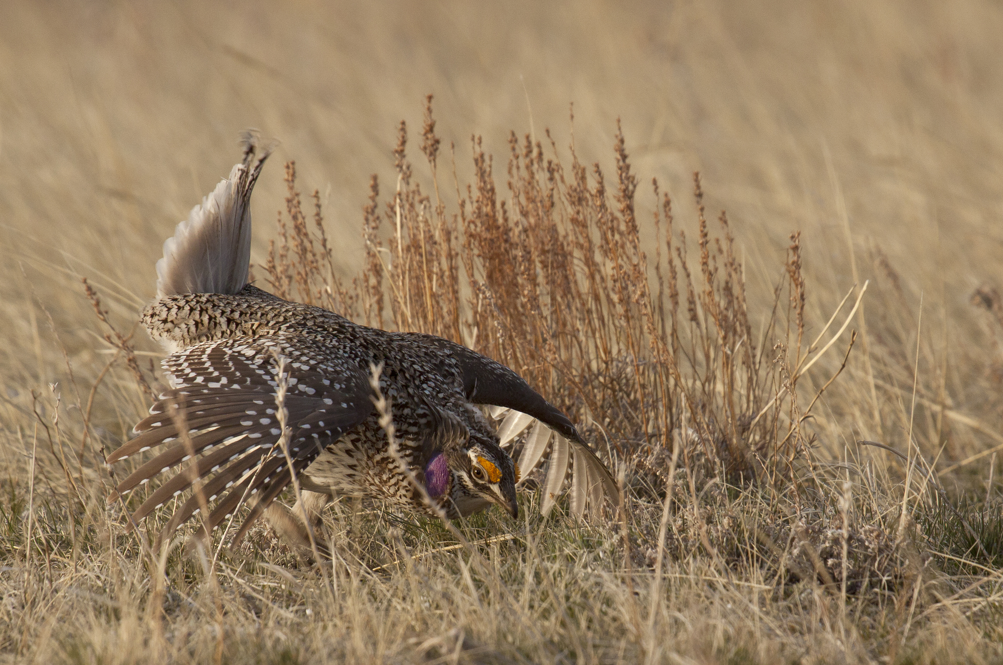 2 Sharptail Grouse.jpg