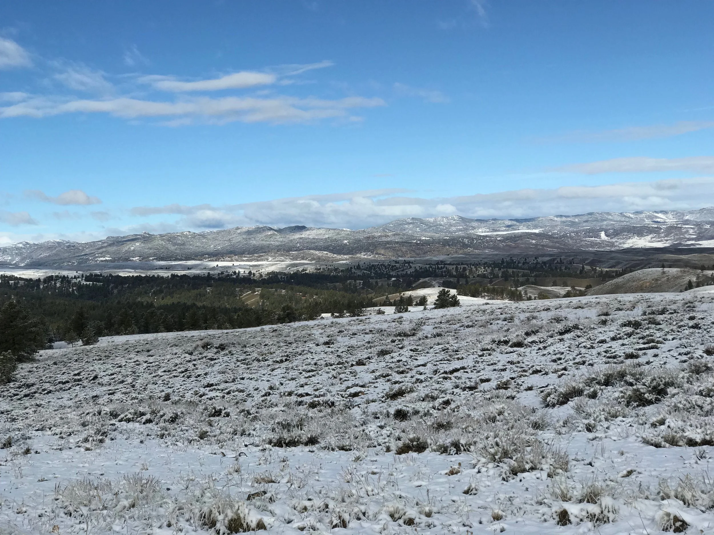 Wyoming - Day 2 - Sage AND Sharptail Grouse
