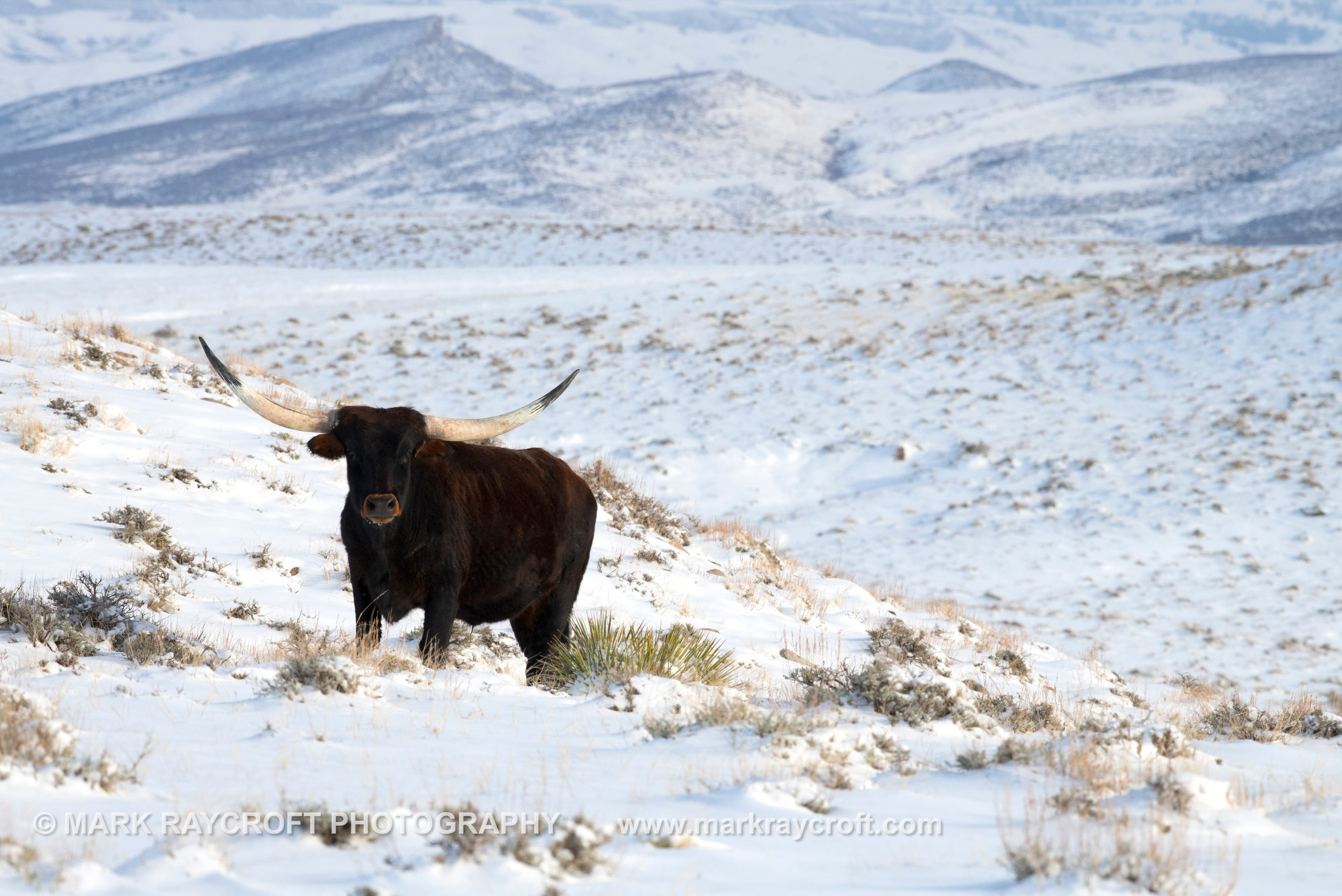 DC010_Cow_Mark_Raycroft.JPG