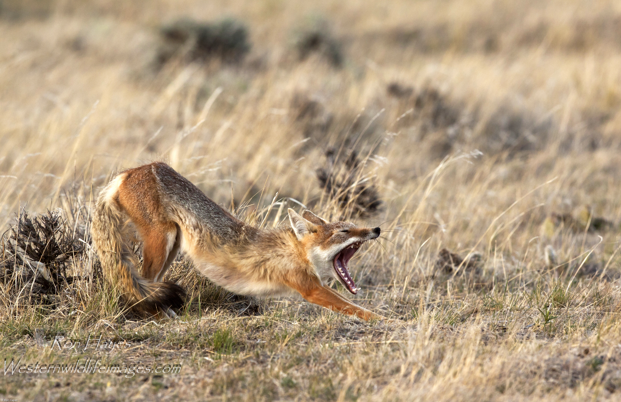 Swift Stretch.jpg