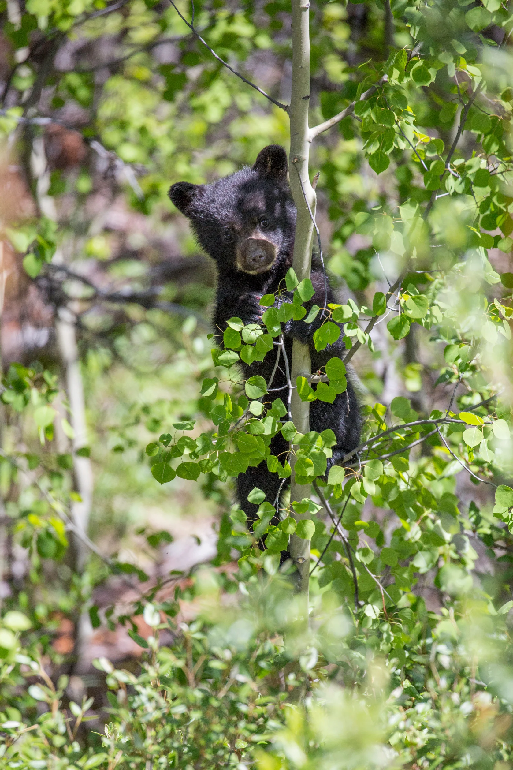 Adorable must watch bear video!