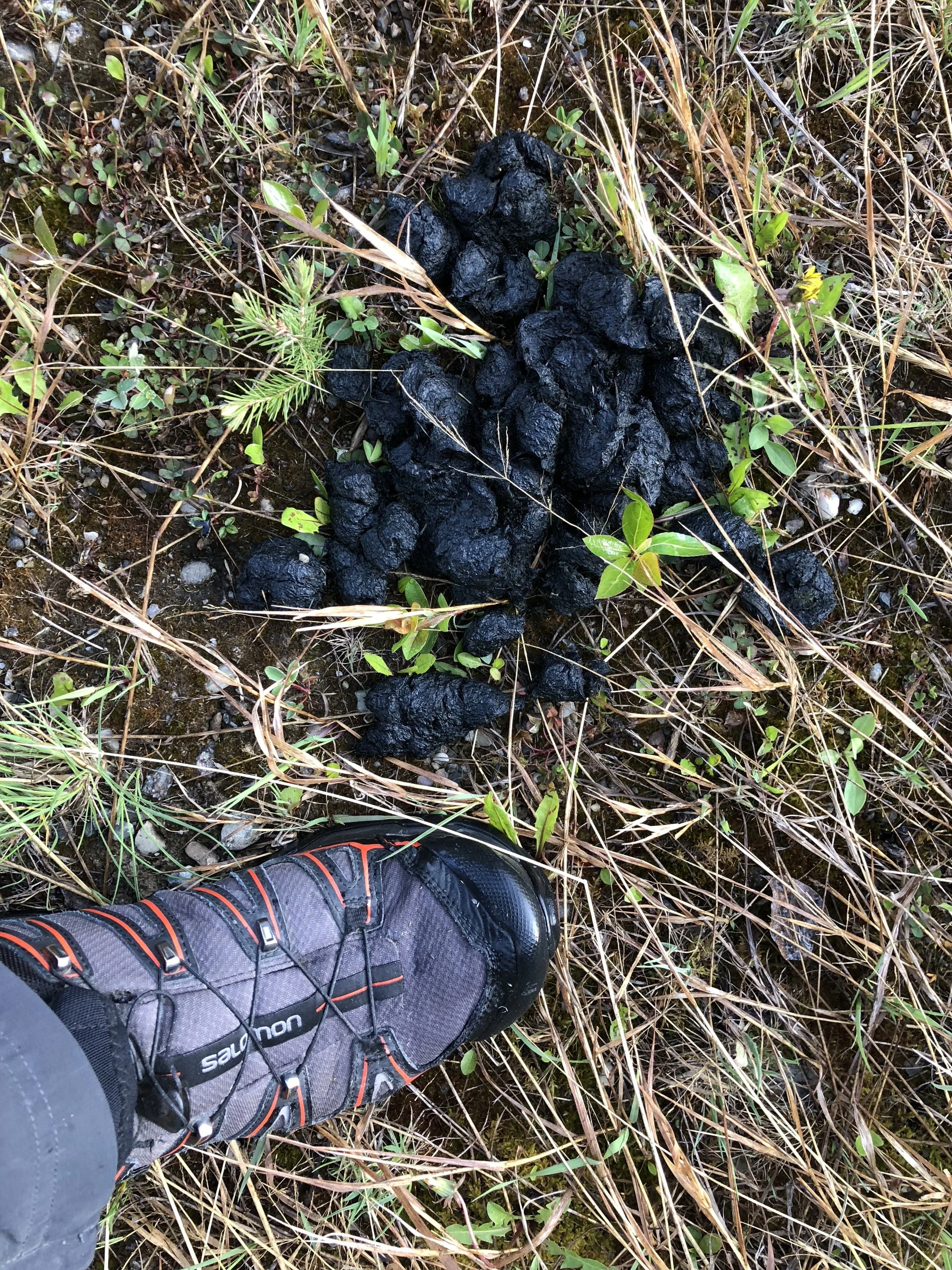 BEAR SCAT.JPG