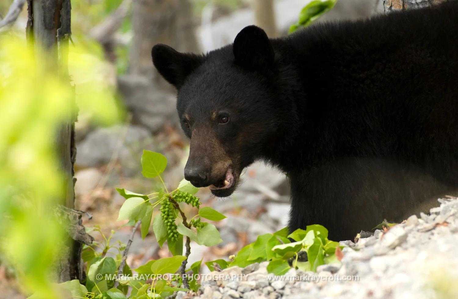 UA7705_Black_Bear_Mark_Raycroft.JPG