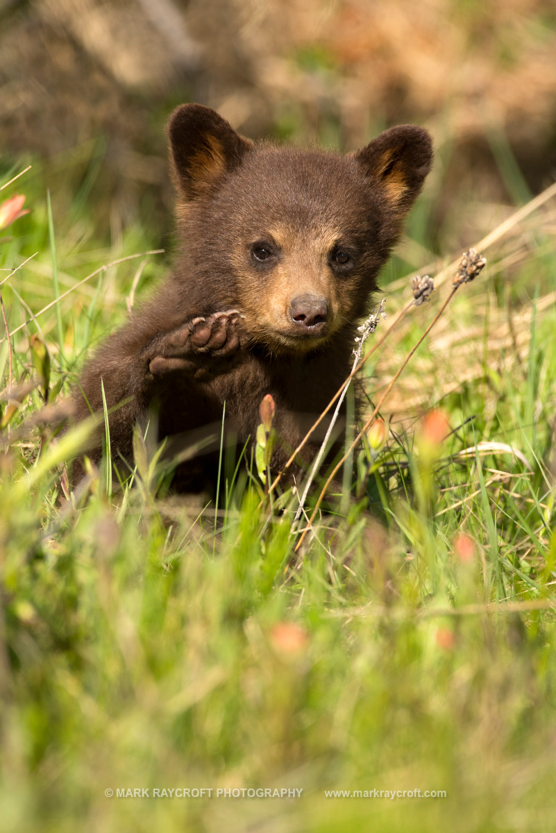 UA7735_Black_Bear_Mark_Raycroft.JPG