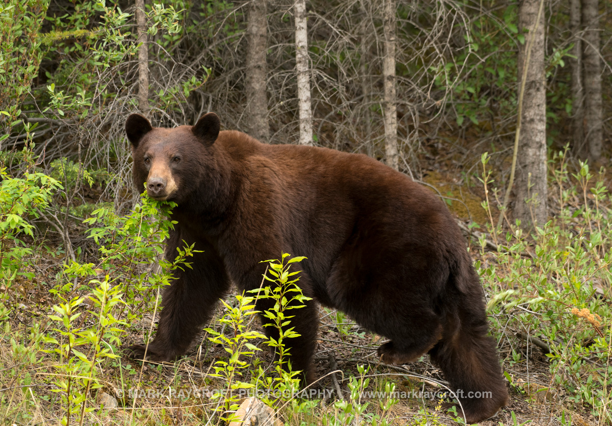 UA7732_Black_Bear_Mark_RaycroftA.JPG