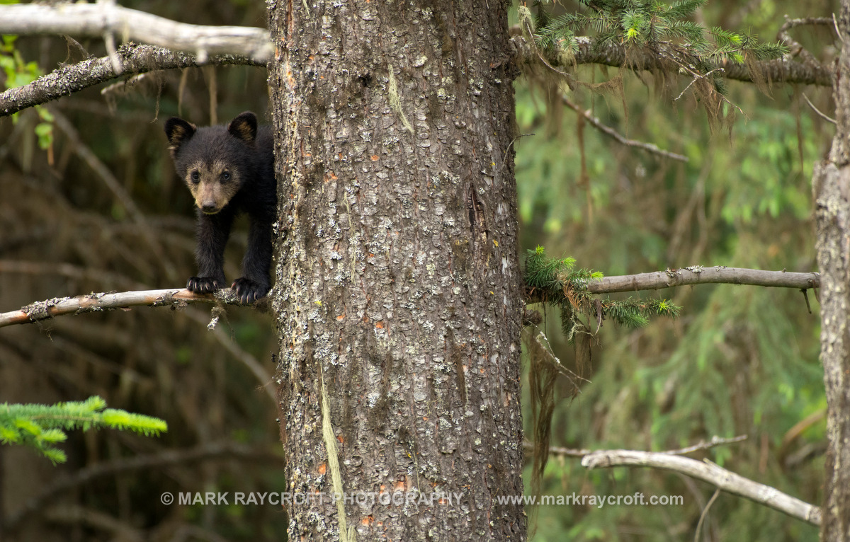 UA7712_Black_Bear_Mark_Raycroft.JPG