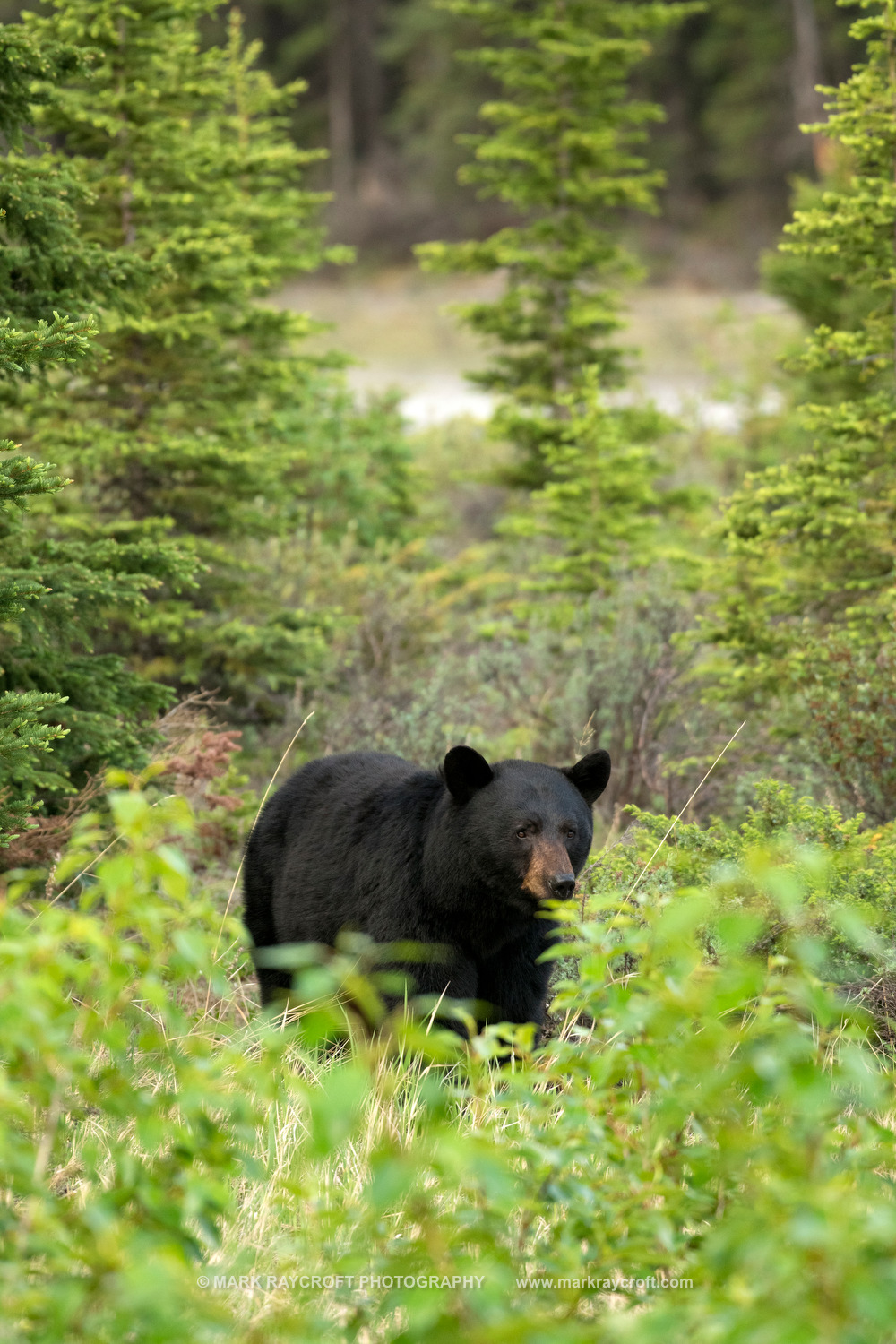 UA7720_Black_Bear_Mark_Raycroft.JPG