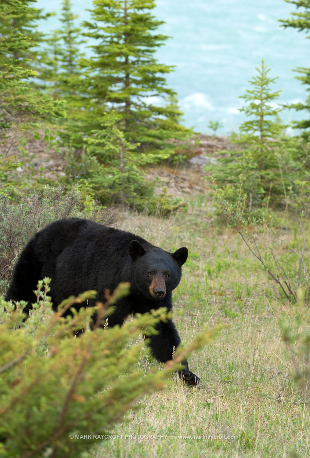 UA7717_Black_Bear_Mark_Raycroft.JPG