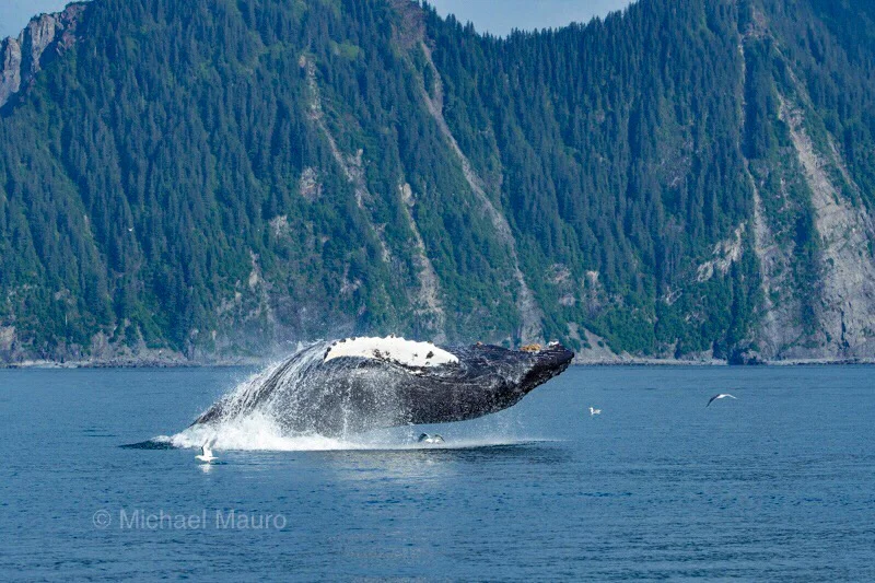 Whales and Otters near Seward, AK