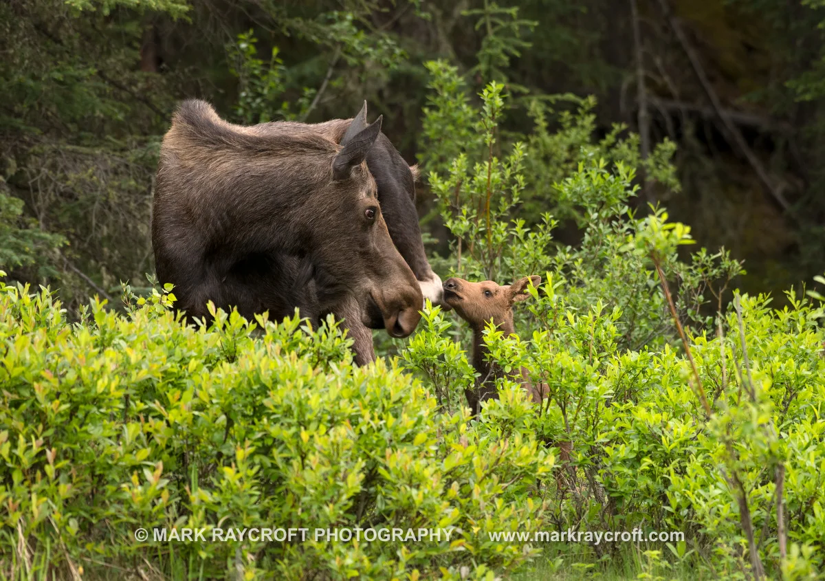Day 7 thru 9 - Canadian Rockies