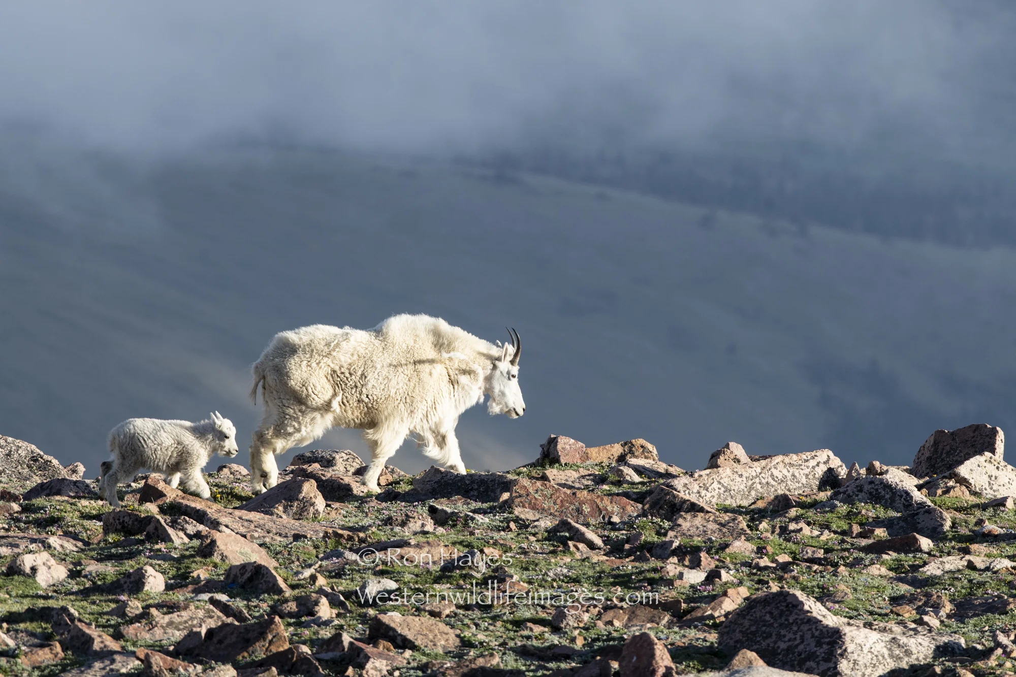 In Search of Mountain Goats