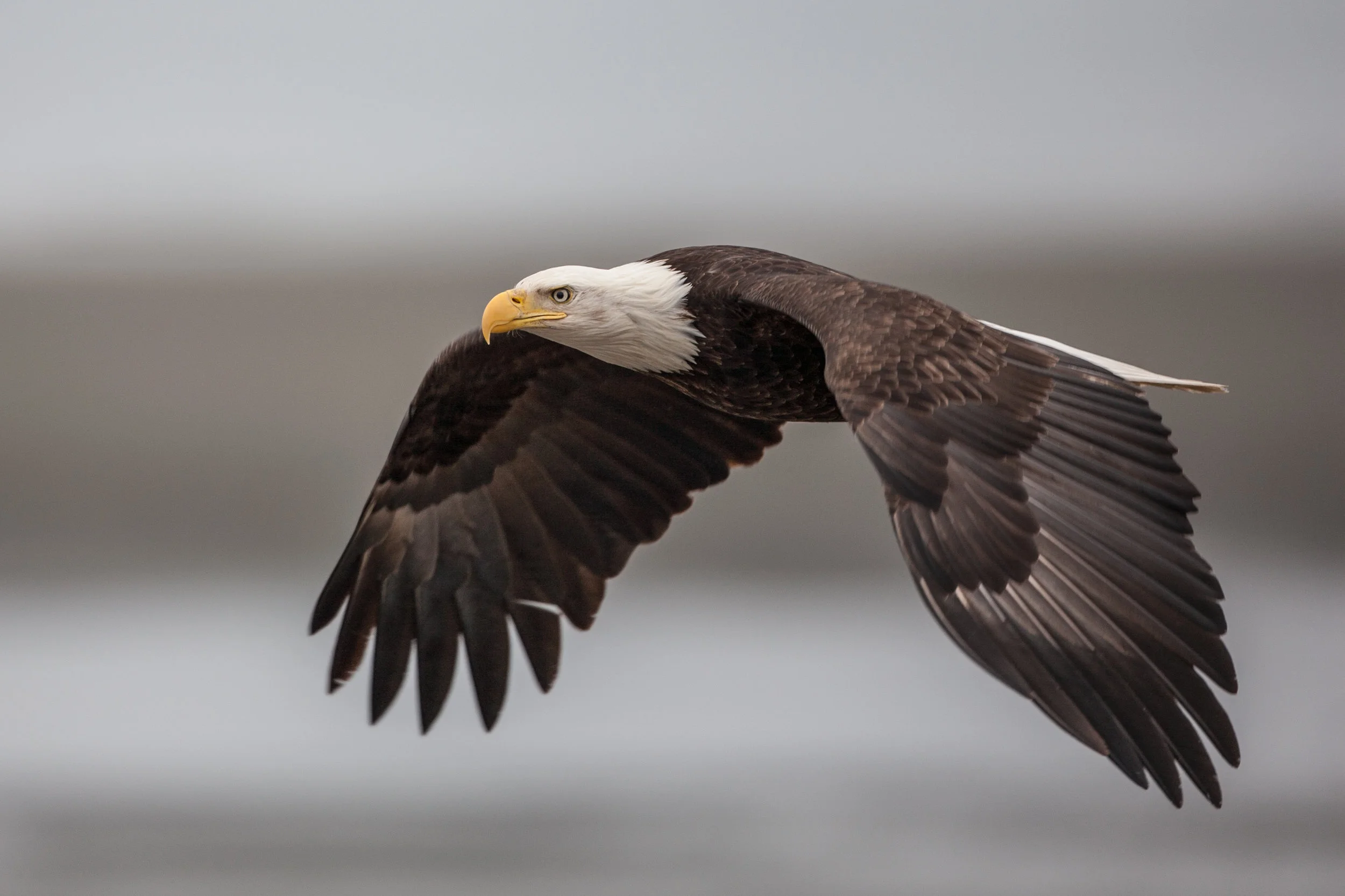 Pro Tip: Did Michael Succeed?