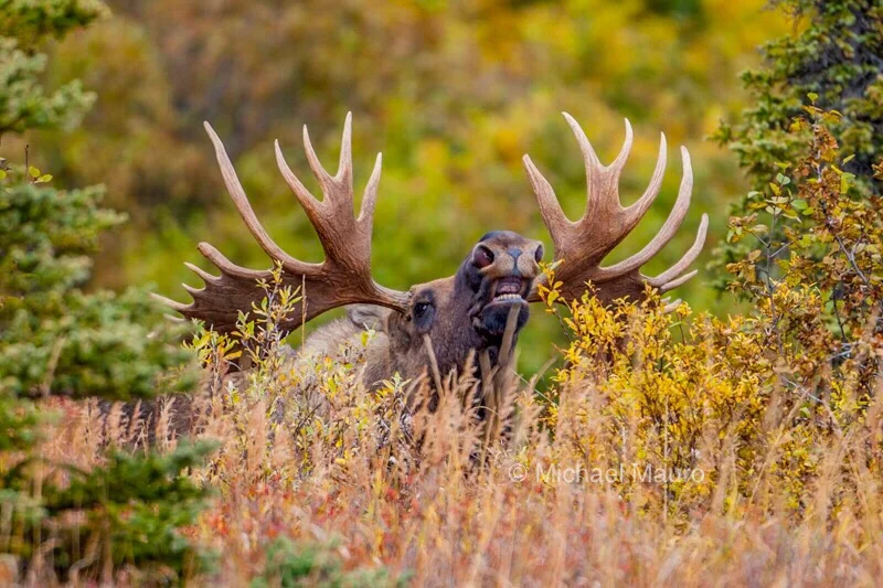 An Interview with Alaska’s Moose Researcher - Dr. Vic Van Ballenberghe