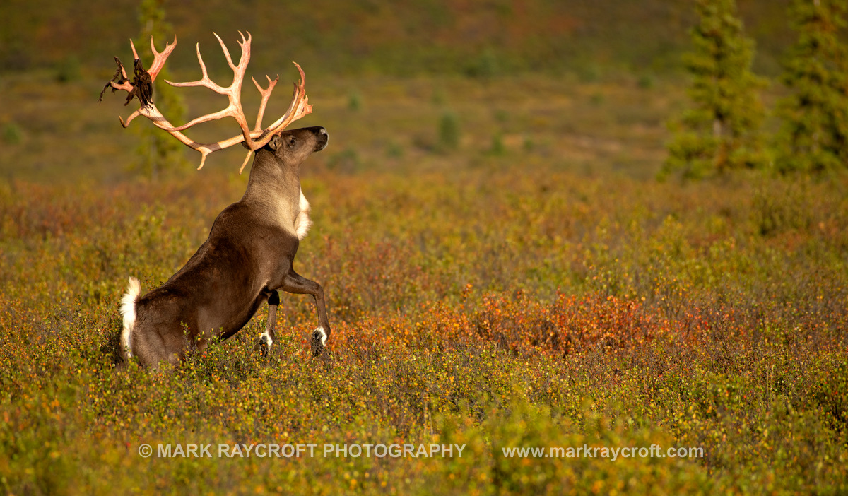RT4804_Caribou_Mark_RaycroftD.JPG