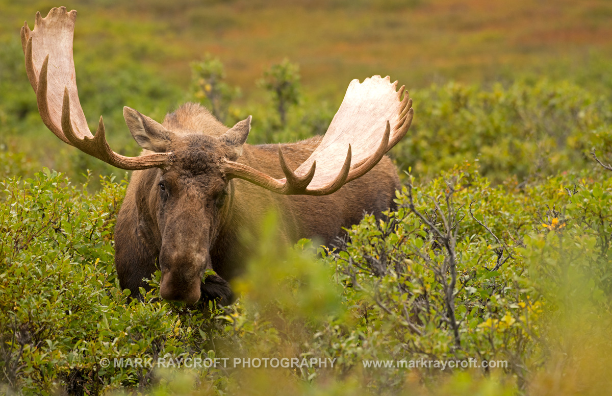 AA9716_Moose_Mark_Raycroft.JPG