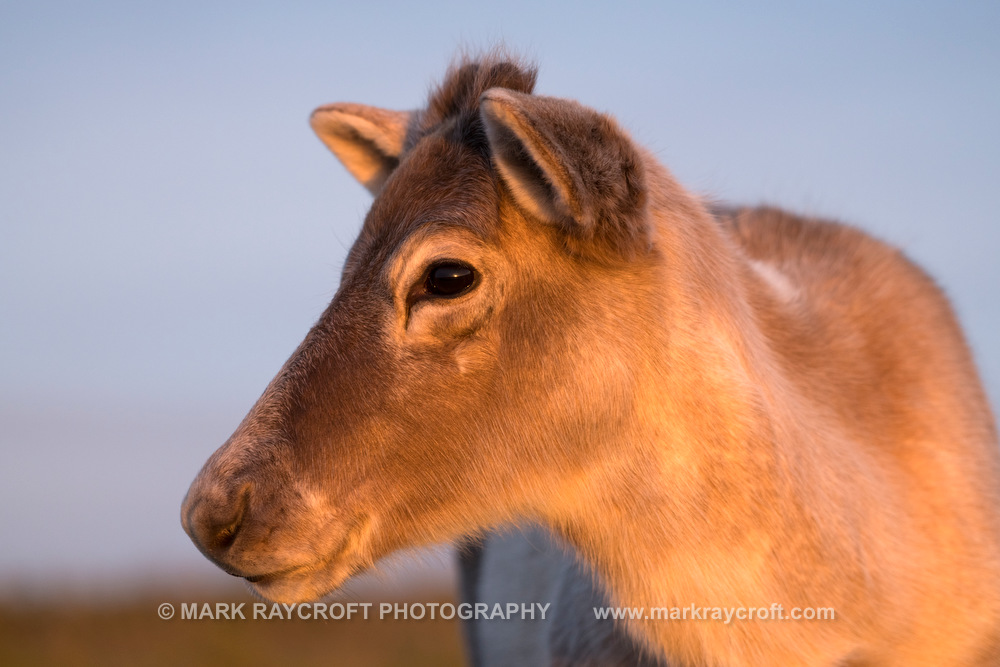 WC1236_Woodland_Caribou_Mark_Raycroft.JPG