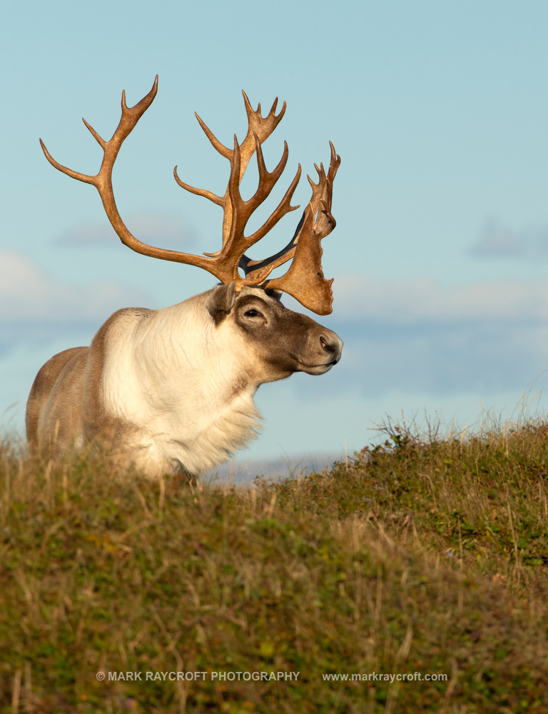 WC12121_Woodland_Caribou_Mark_Raycroft.JPG