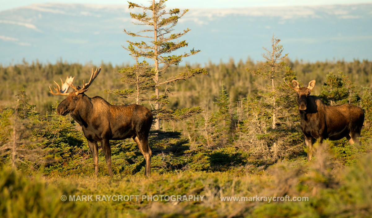 AA9609_Moose_Mark_Raycroft.JPG