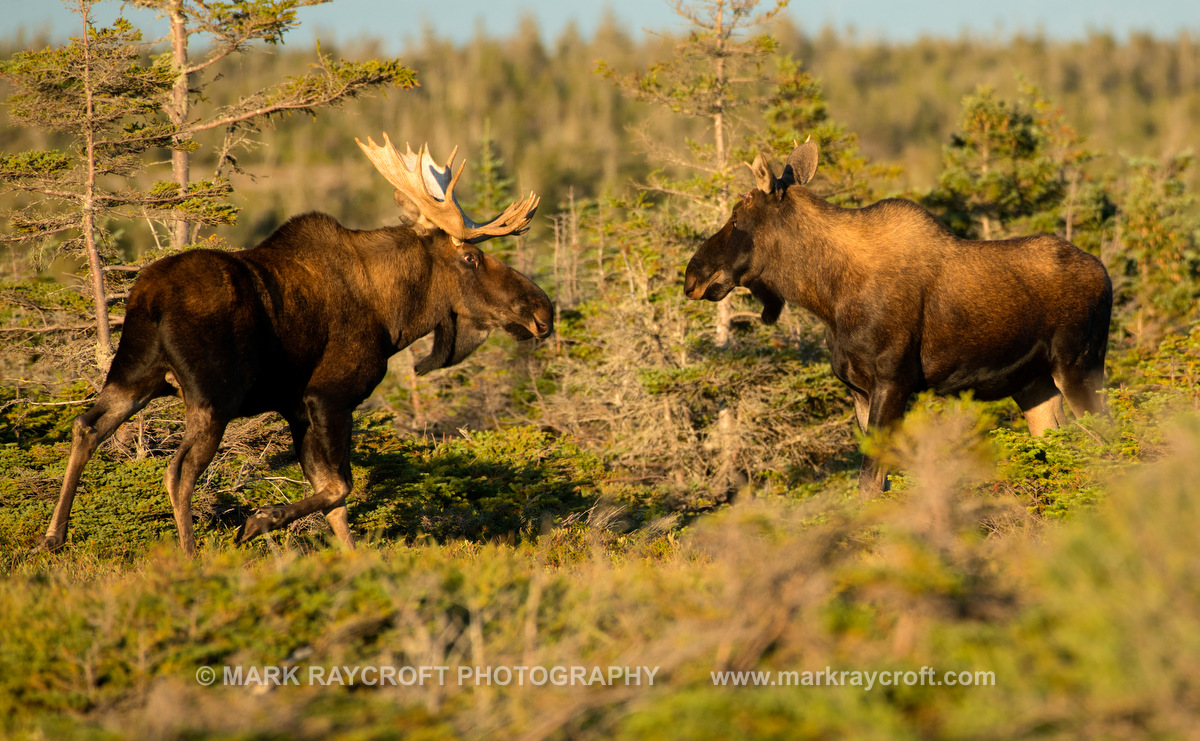 AA9610_Moose_Mark_Raycroft.JPG