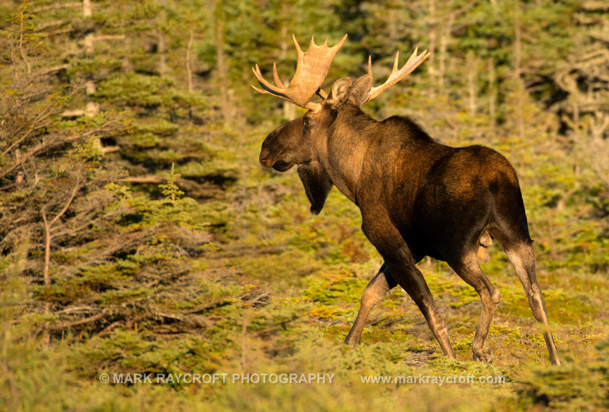 AA9607_Moose_Mark_Raycroft.JPG