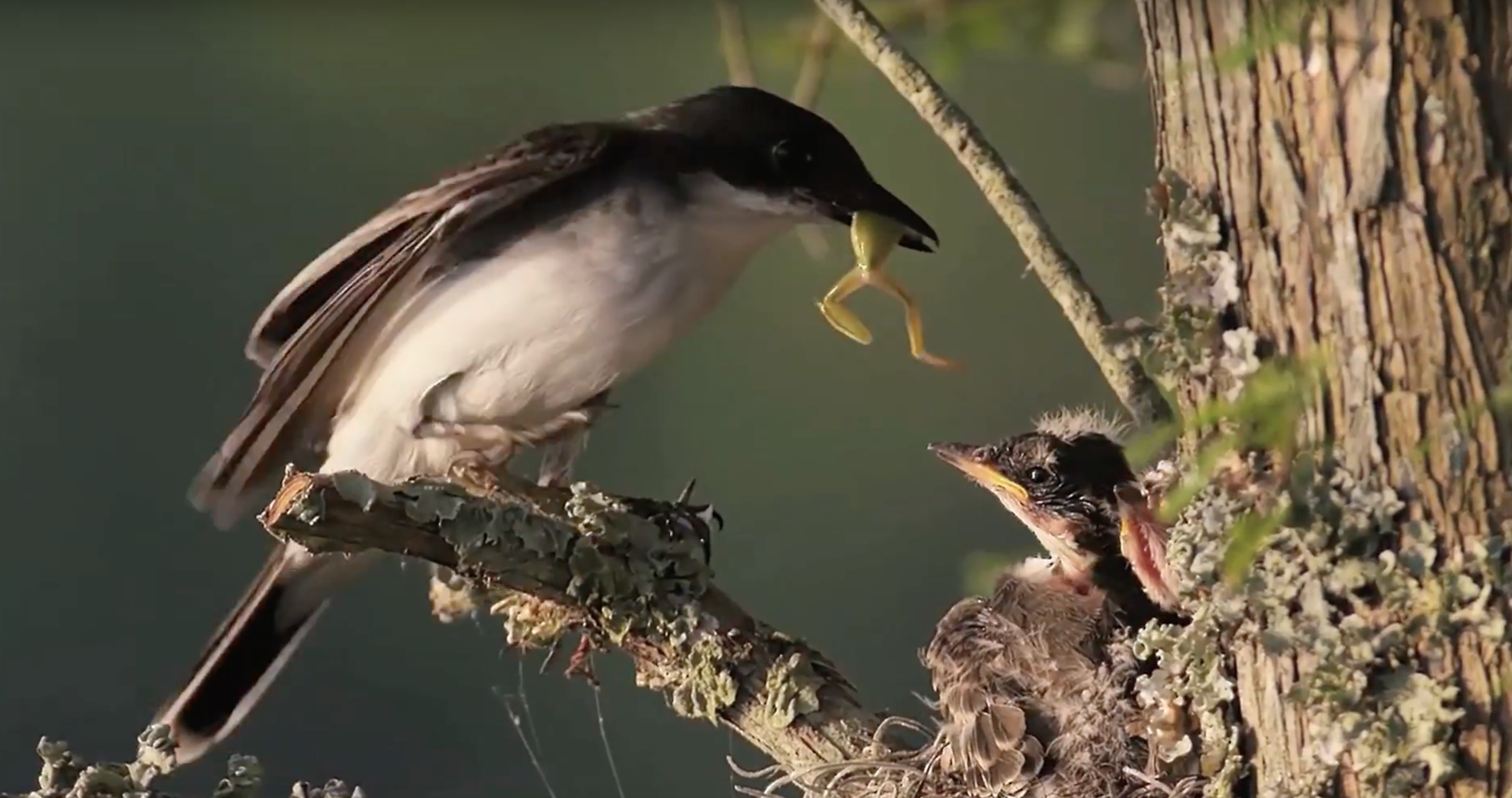Hurricane Florence Destroys Osprey Nest On Lake Marion