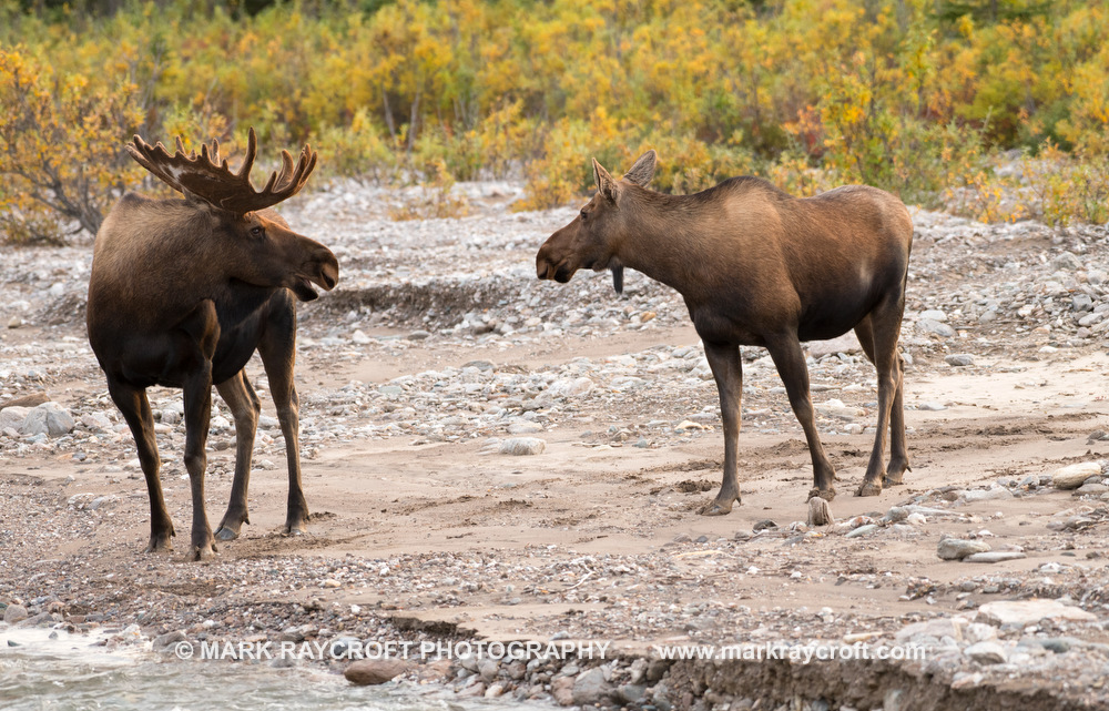 AA9807_Moose_Mark_RaycroftB.JPG