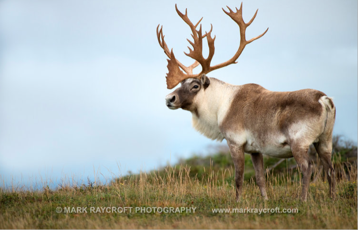 Mark's NEWFOUNDLAND Adventure