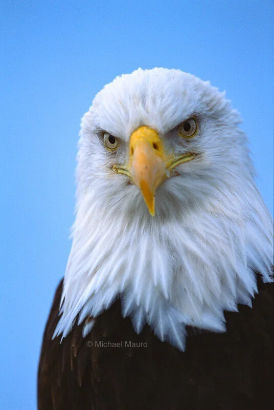 Photographing Bald Eagles in Big Sky Country!