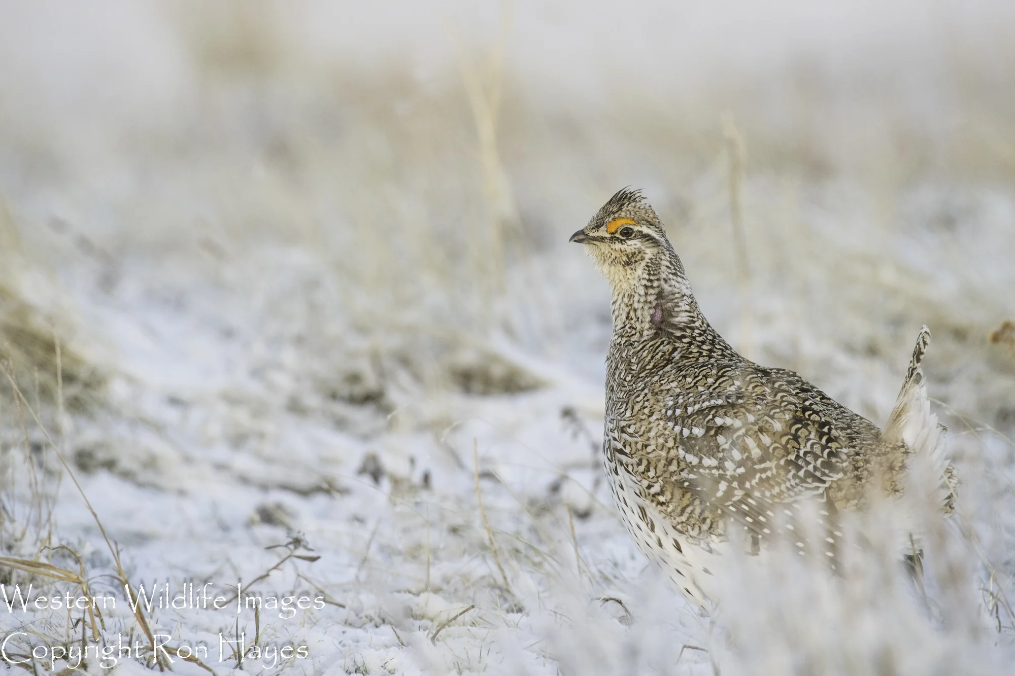 Photographing Sharp-Tailed Grouse: The Prairie Dancers!