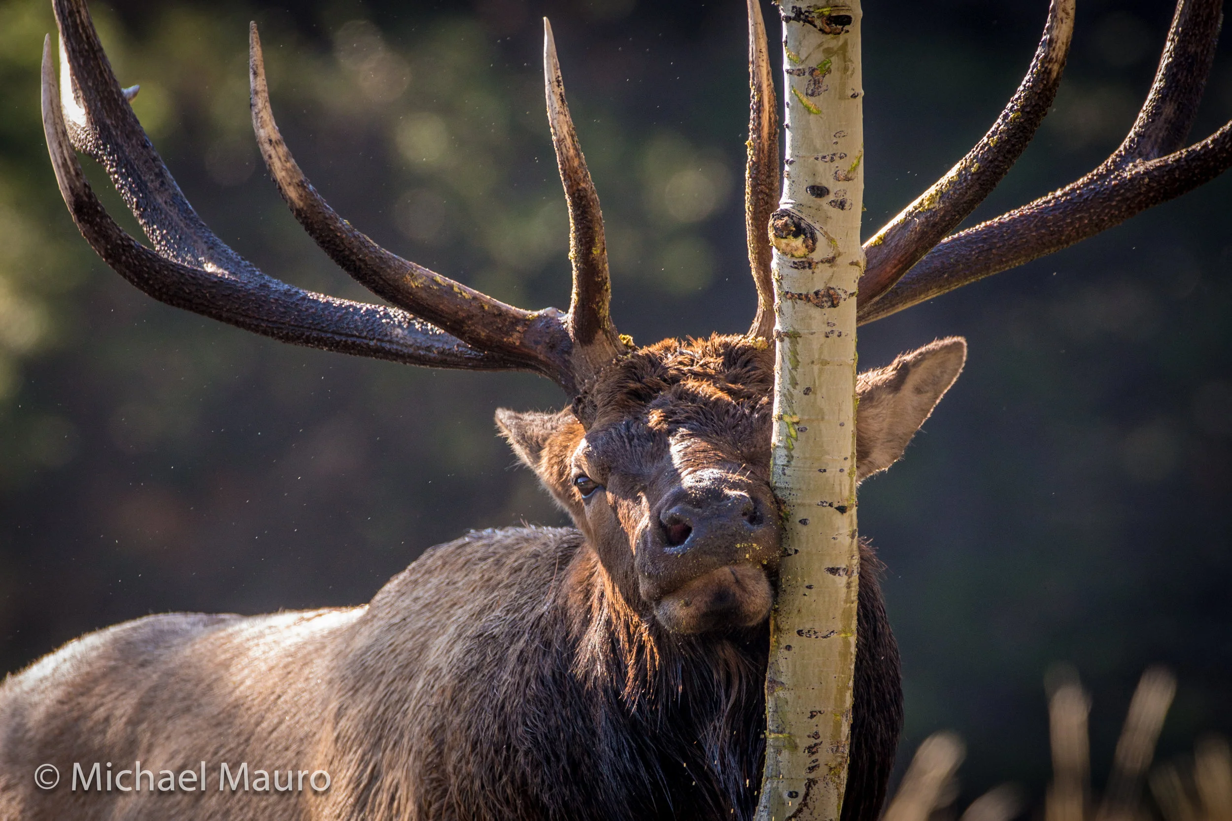 Bugling Bulls - Filming The Colorado Elk Rut