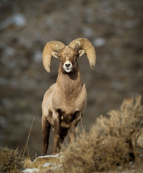 BigHorn Sheep Documentary In Progress