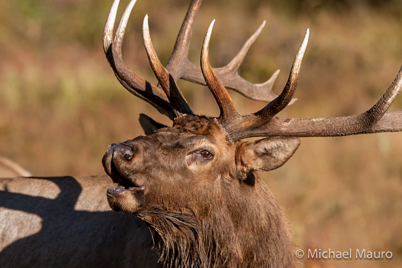 Elk - One of North America’s most photogenic species.