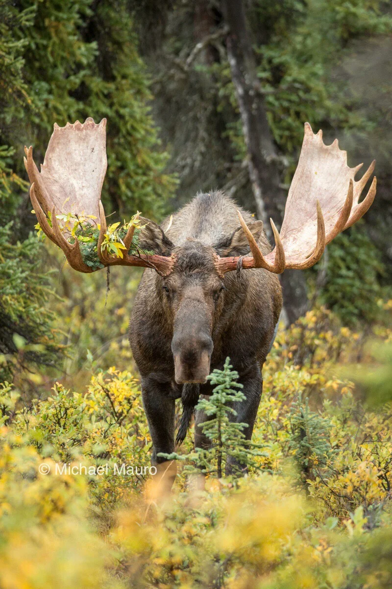 Giants Do Exist In The North