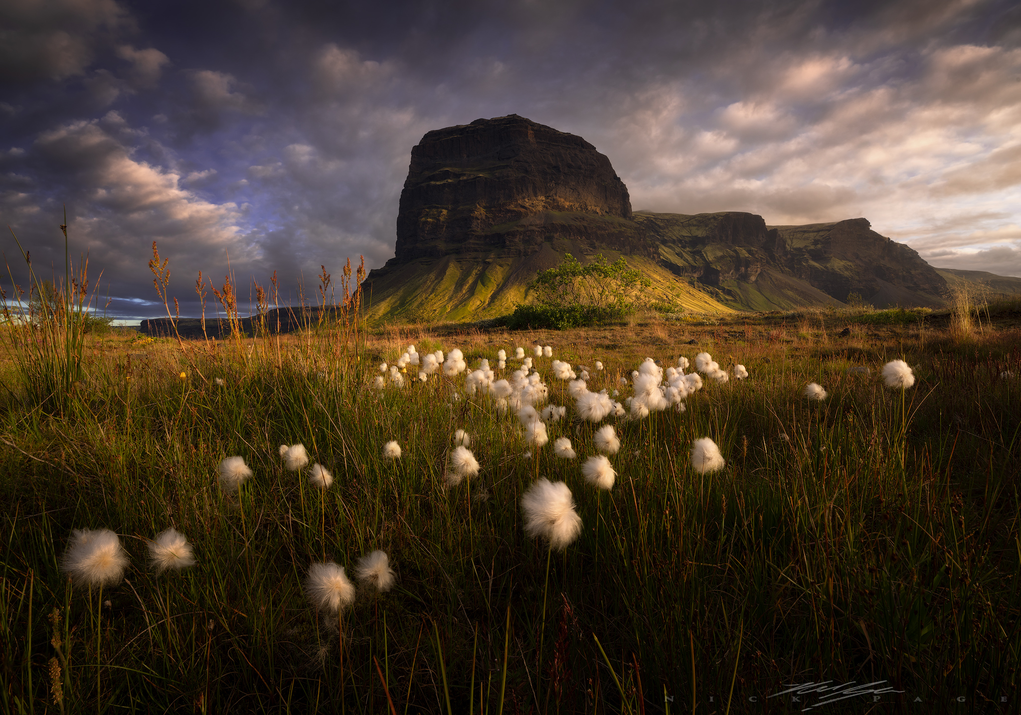 Iceland-Puff-flowers.jpg